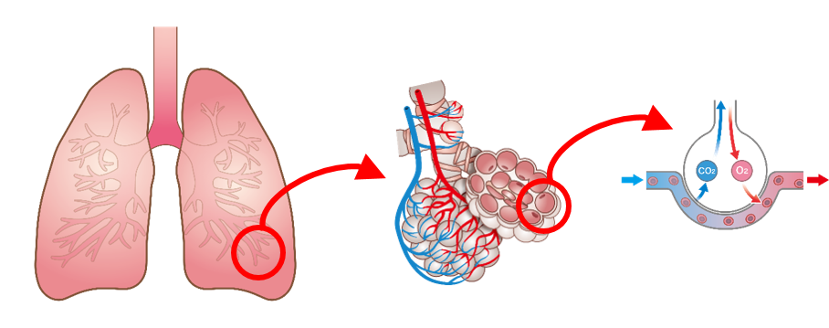 肺胞