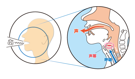 気管切開しても発声できる方法とは Mera 泉工医科工業株式会社 医療と共に歩む 信頼のメラ製品